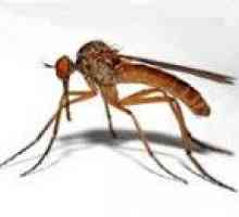 Японски енцефалит е против комари