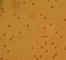 Червените кръвни клетки в урината