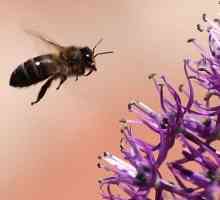 Лечение на ухапвания от пчели или apipunktura