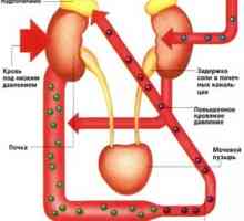 Бъбречно артериална хипертония (бъбречна налягане)