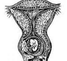 Маточната бременност