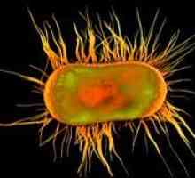 Учените са разкрили тайната на бързото разпространение на бактерии