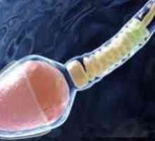 Учените са създали сперматозоиди в епруветка