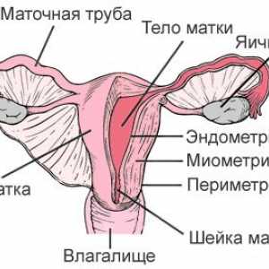 Аденомиоза (ендометриоза, маточна тяло)