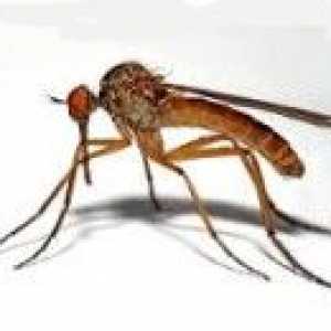 Японски енцефалит е против комари