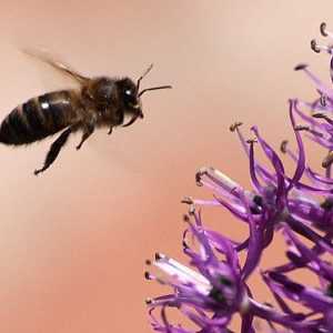 Лечение на ухапвания от пчели или apipunktura