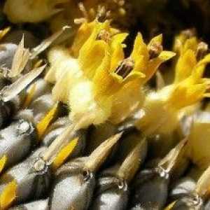 Ползи и вреди на слънчогледови семки