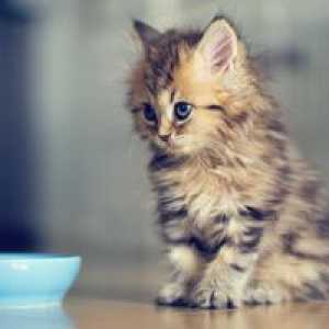 Разглеждане на снимки на котенца подобрява вниманието и образите на храна намалява апетита