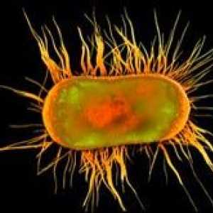 Учените са разкрили тайната на бързото разпространение на бактерии